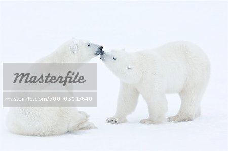 Polar Bears, Churchill, Manitoba, Canada