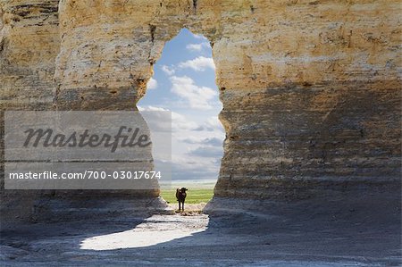 Kuh Suche durch Arch, Denkmal-Felsen, Gove County, Kansas, USA
