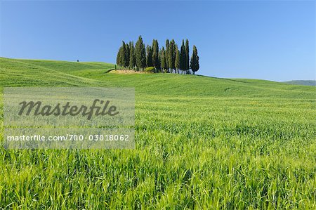 Cypress Trees, San Quirico d'Orcia, Val d'Orcia, Tuscany, Italy