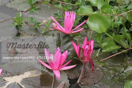 Water lily,Ho Chi Minh City,Vietnam