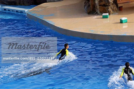 Die Delphin-Show bei Ocean Theatre, Ocean Park, Hong Kong