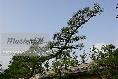 Chi Lin Nunnery chinesischen Garten, Diamond Hill, Hong Kong