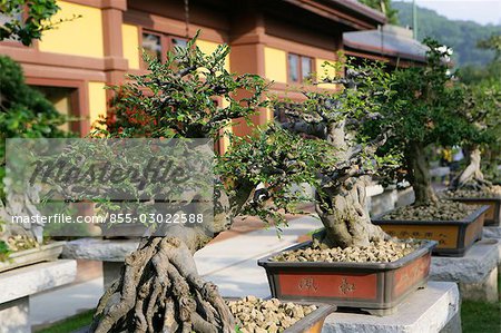 Bonsai at Chi Lin Nunnery Chinese Garden,Diamond Hill,Hong Kong