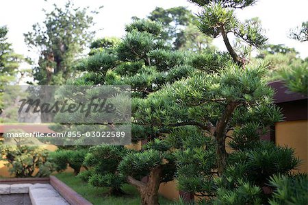 Bonsaï au jardin de Chine de Chi Lin Nunnery, Diamond Hill, Hong Kong
