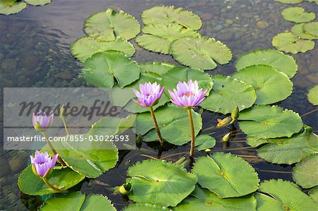 Lotus pond,Chi Lin Nunnery,Diamond Hill,Hong Kong