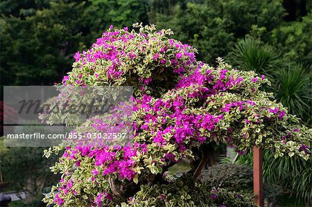 Bougainvillea flowers at Chi Lin Nunnery Chinese Garden,Diamond Hill,Hong Kong