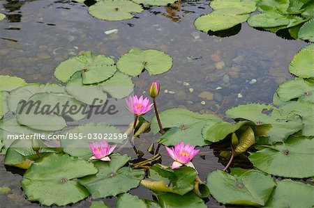 Lotus pond,Chi Lin Nunnery,Diamond Hill,Hong Kong