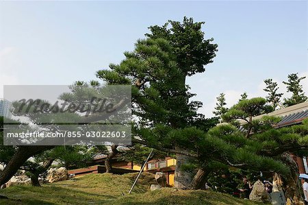 Pine tree at Chi Lin Nunnery Garden,Diamond Hill,Hong Kong