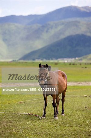 Chevaux au pré, Shangri-La, Chine