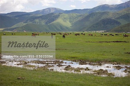 Horse grazing in meadow,Shangri-La,China