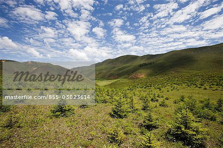 Meadow of highland nearby the Songzanlin Temple,Shangri-La,China