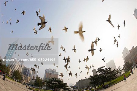 Flocks of pigeon flying at Zhongshan Square Park,Dalian,China,Dalian China