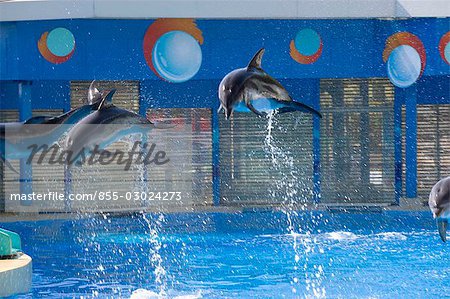 Dolphine show at Ocean Theatre,Ocean Park,Hong Kong