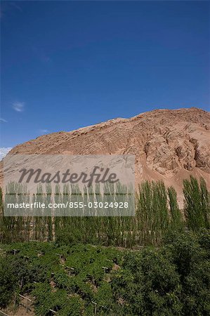 Grape fields by the Bezeklik caves,Turpan,Xinjiang Uyghur Autonomy district,China