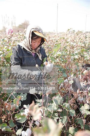 Harvest of cotton,Turpan,Xinjiang,China
