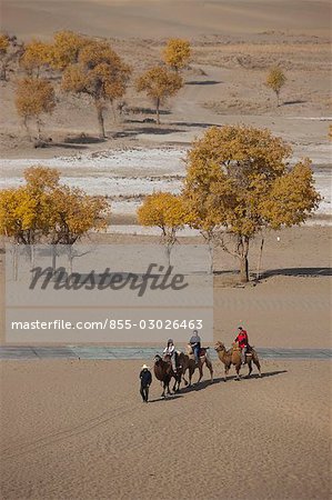 Camel riding for tourist at Village of Lopnor people,Kuerle (Korla),Xinjiang,China