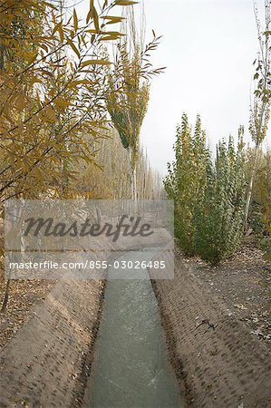 Pappeln entlang der Millrace auf dem Lande der Kuche (Kuqa), Xinjiang, China