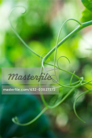 Tendrils in vegetable garden