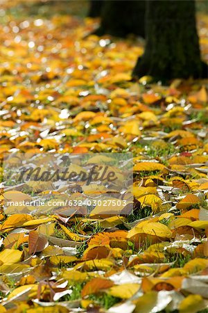 Golden autumn leaves scattered on ground