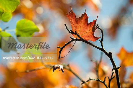 Maple leaf caught on bare branch