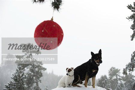 Chiens assis sur le monticule enneigé en forêt, Noël ornement suspendu de branche en avant-plan