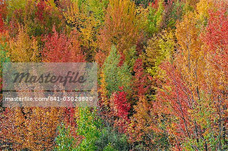 White montagnes National Forest en automne, près de North Conway, New Hampshire, États-Unis d'Amérique