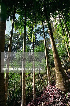 Balata Gardens, Martinique, West Indies, Caribbean, Central America