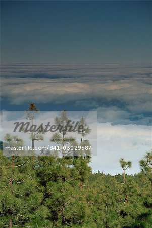 Kiefern über den Wolken, Nationalpark Teide, Teneriffa, Kanarische Inseln, Spanien, Atlantik, Europa