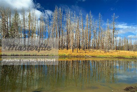 Dead aspens, Hayden Valley, Yellowstone National Park, UNESCO World Heritage Site, Wyoming, United States of America, North America