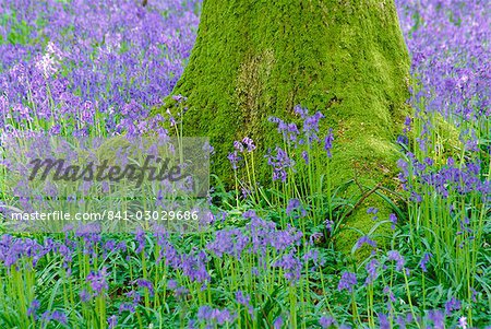 Mousse base couverte d'un arbre et jacinthes en fleurs, bois Bluebell, Hampshire, Angleterre, RU