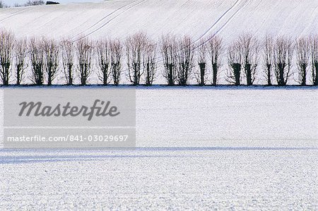 Rangée d'arbres en hiver la neige, Selbourne, Hampshire, Angleterre, Royaume-Uni, Europe