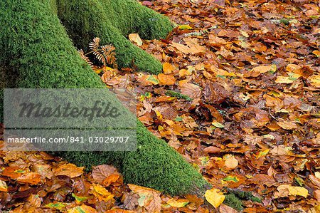 Mousse recouverte de pied de l'arbre et autumn leaves, New Forest, Hampshire, Angleterre, Royaume-Uni, Europe