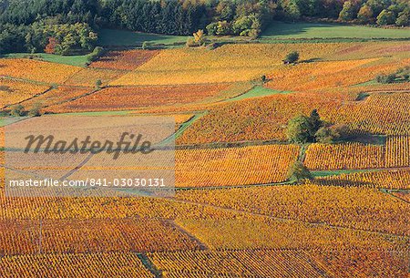 Beaujolais vineyards near Beuajeu, Rhone Alpes, France, Europe