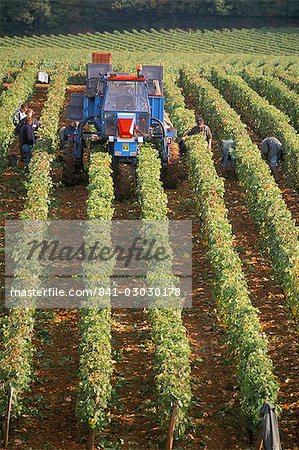 Récolte des raisins dans un vignoble près de Mâcon, en Bourgogne (Bourgogne), France, Europe