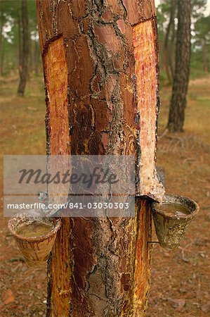 Close-up of pots on tree trunk used for collecting pine resin in the Castilla Leon (Castile) area of Spain, Europe