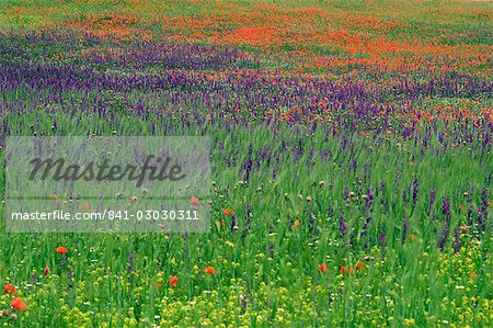 Spring meadow, near Ciudad Real, Castile La Mancha, Spain, Europe