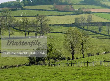 Meadows with Charollais cattle near Cluny, Saone et Loire, Burgundy, France, Europe