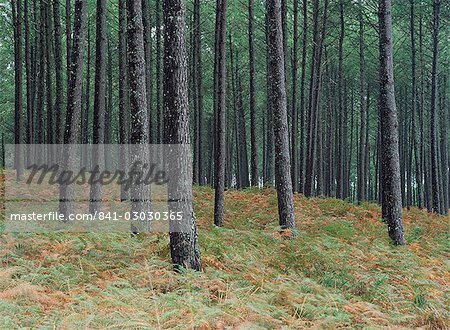 Pine tree trunks, Landes forest, near Lit et Mixe, Landes, Aquitaine, France, Europe