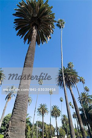 Beverly Drive, Beverly Hills, California, United States of America, North America