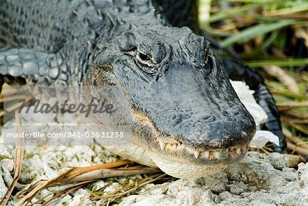 Alligator, Everglades National Park, Florida, United States of America, North America