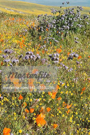 Antelope Valley Poppy Reserve, California, États-Unis d'Amérique, l'Amérique du Nord