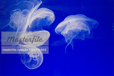 Méduse, Aquarium, Oceanographic Institute, Veille de Monaco, Monaco, Europe