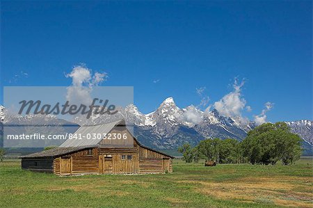Mormon Row Barn and a bison off Antelope Flats Road, Jackson Hole, Grand Teton National Park, Wyoming, United States of America, North America