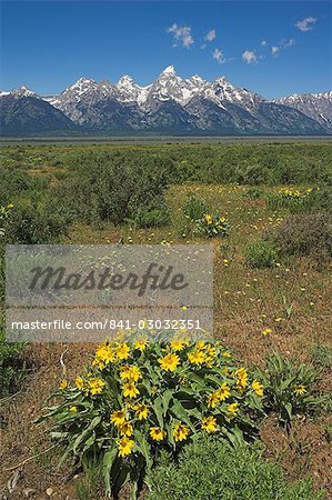 Gelbe Wildblumen auf einer Wiese mit der Kathedrale der Grand Teton Berge in Distanz, Grand-Teton-Nationalpark, Wyoming, Vereinigte Staaten von Amerika, Nordamerika