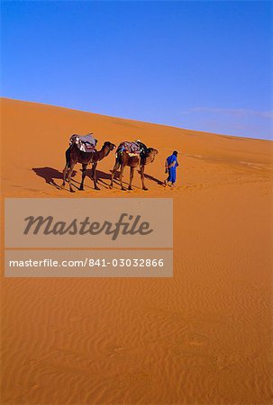 Camel train through desert, Morocco, North Africa