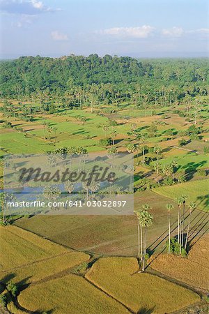 Des terres agricoles et arbres à Angkor Wat, Siem Reap, Cambodge, Indochine, Asie