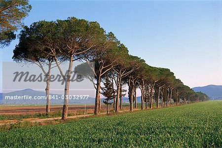 Landschaft der Sonnenschirm Kiefern und Zypressen neben eine grüne Wiese, Provinz Grosseto, Toskana, Italien, Europa
