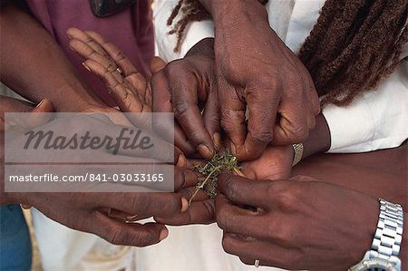 Cannabis, Garifuna Gemeinschaft, Dangriga, Stann Creek District, Belize, Mittelamerika