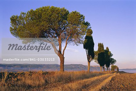 Landscape with cypress trees and parasol pines, Province of Siena, Tuscany, Italy, Europe