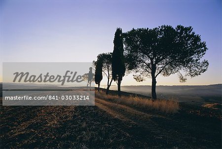 Paysage avec cyprès et de pins parasols, Province de Sienne, Toscane, Italie, Europe